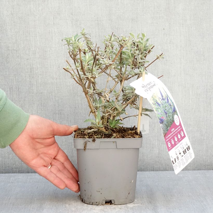 Exemplaar van Vlinderstruik Rêve de Papillon Blue - Buddleja davidii Pot van 2 l/3 l zoals geleverd in de winter