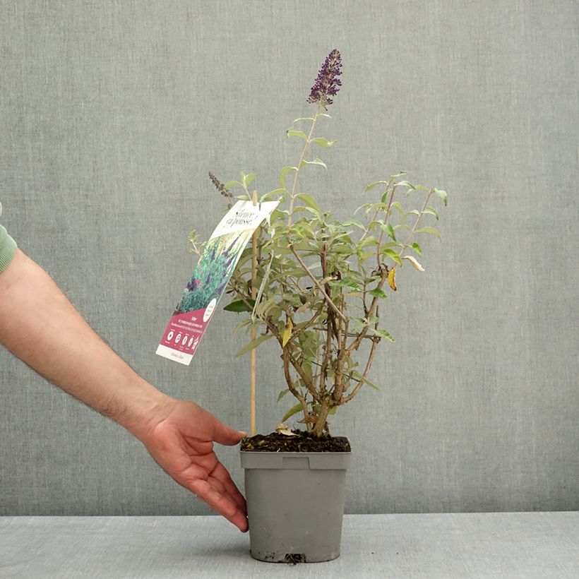 Exemplaar van Vlinderstruik Rêve de Papillon Blue - Buddleja davidii Pot van 2 l/3 l zoals geleverd in de lente
