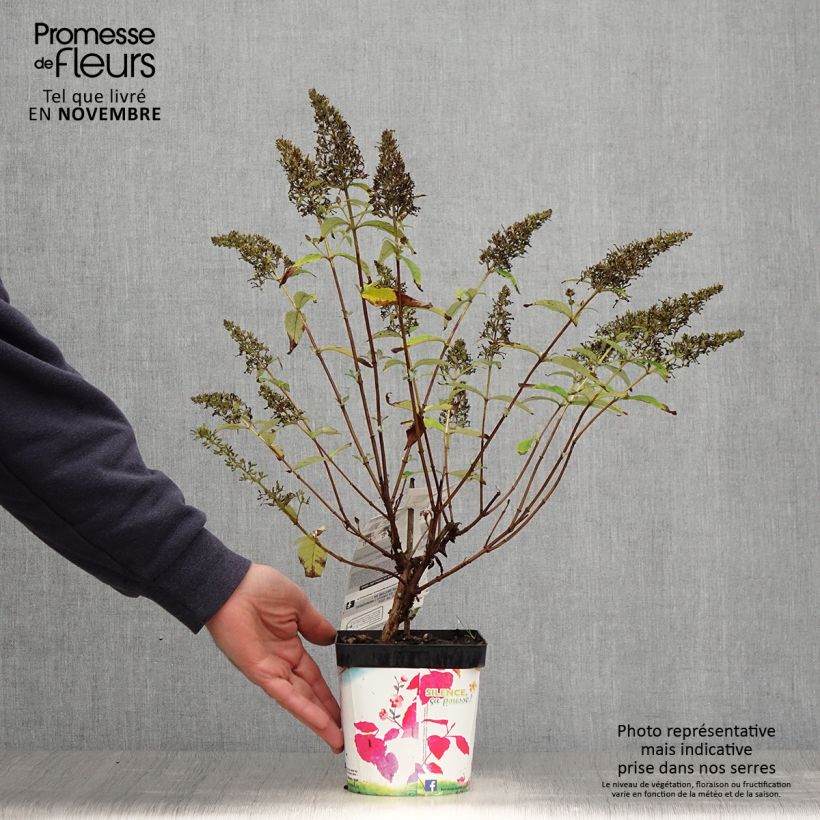 Exemplaar van Vlinderstruik Rêve de Papillon Roze - Buddleja davidii Pot van 2 l/3 l zoals geleverd in de herfst
