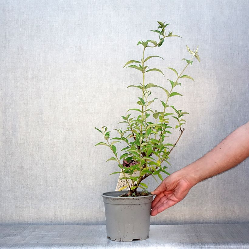 Exemplaar van Vlinderstruik Rêve de Papillon Roze - Buddleja davidii Pot van 2 l/3 l zoals geleverd in de zomer