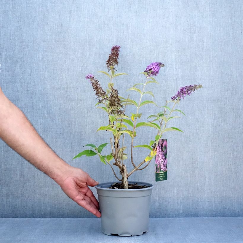 Exemplaar van Vlinderstruik Rêve de Papillon Roze - Buddleja davidii Pot van 4 l/5 l zoals geleverd in de zomer