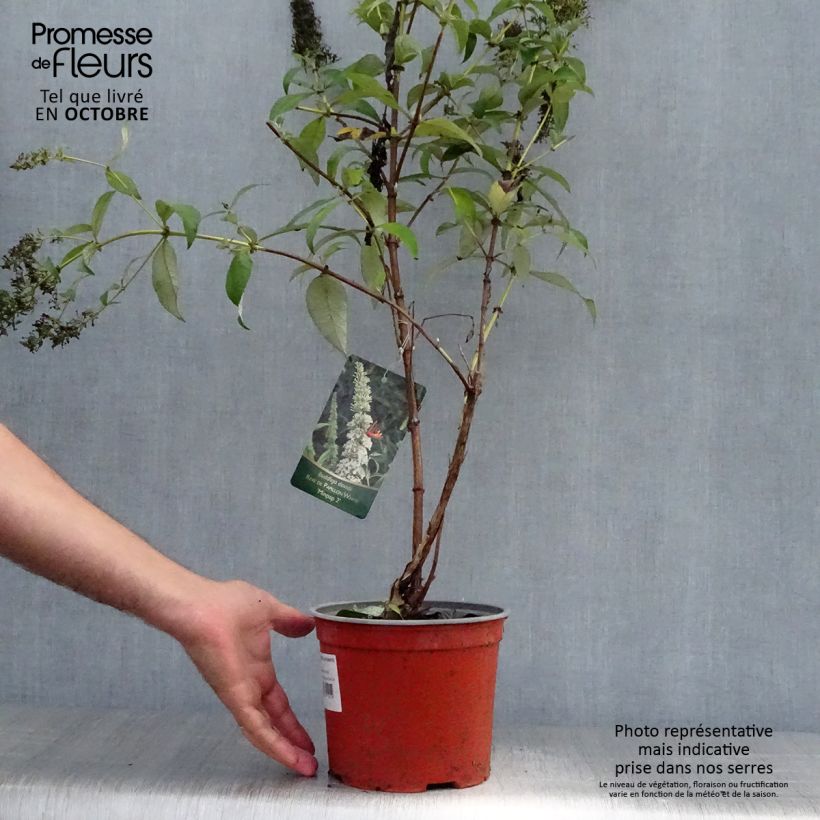 Exemplaar van Vlinderstruik Rêve de Papillon Wit - Buddleja davidii Pot van 2 l/3 l zoals geleverd in de herfst