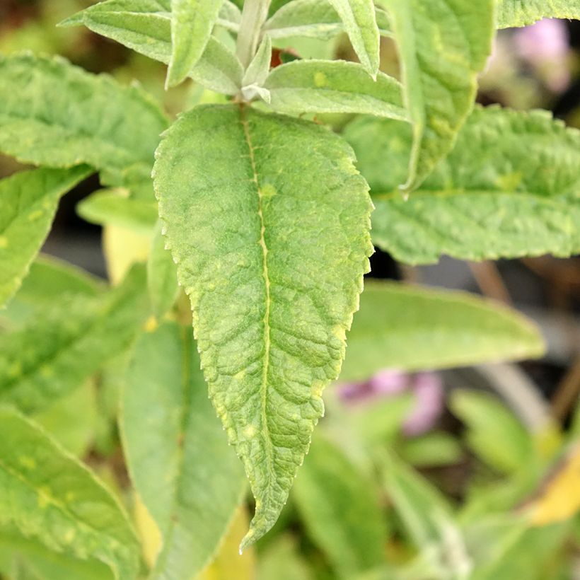 Vlinderstruik Rêve de Papillon Wit - Buddleja davidii (Blad)