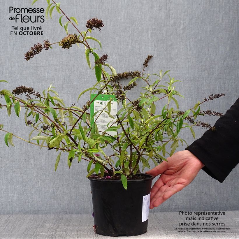 Exemplaar van Vlinderstruik Santana - Buddleja davidii Pot van 2 l/3 l zoals geleverd in de herfst