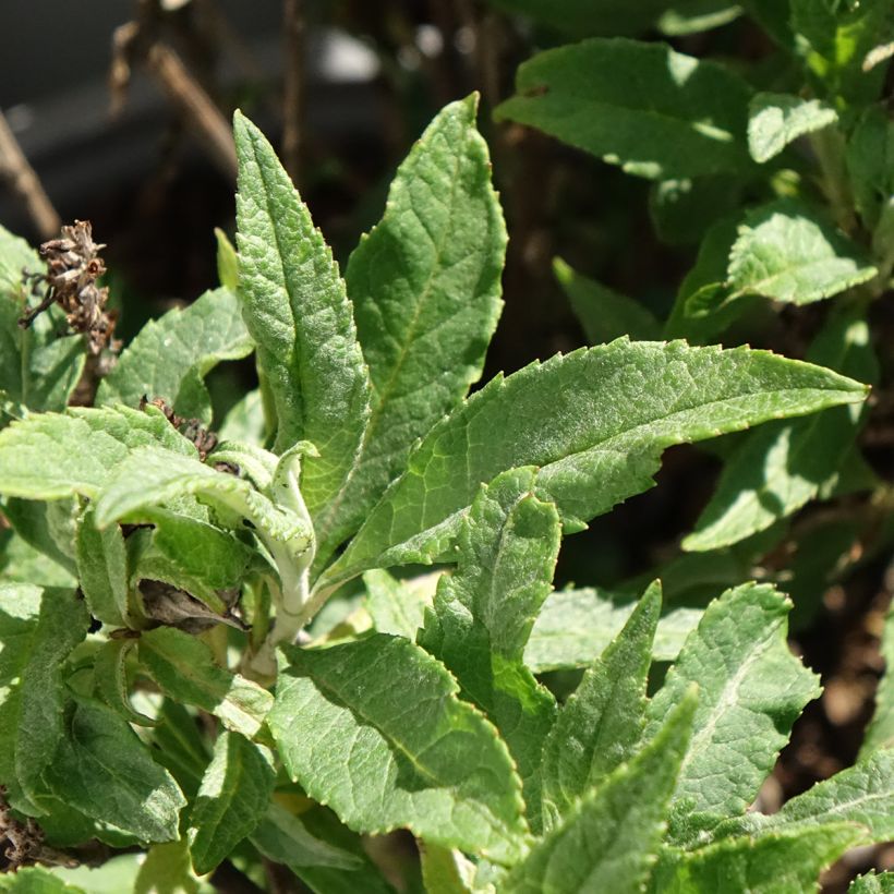 Vlinderstruik Tiny Buddy Deep Blue - Buddleja davidii (Blad)