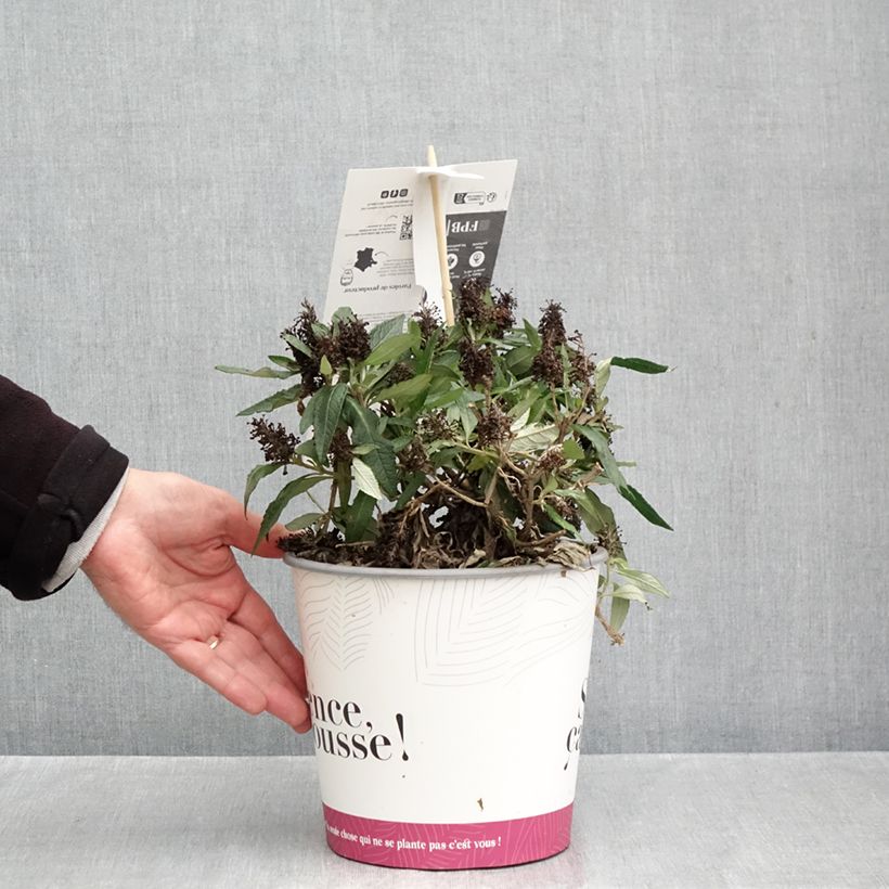 Exemplaar van Vlinderstruik Tiny Buddy Deep Blue - Buddleja davidii Pot van 4 l/5 l zoals geleverd in de herfst