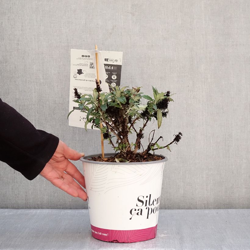 Example of Vlinderstruik Tiny Buddy Deep Blue - Buddleja davidii Pot van 4 l/5 l as you get in hiver