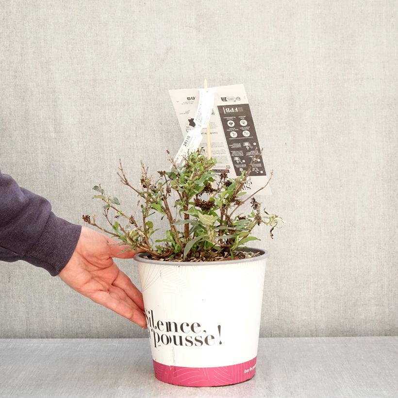 Exemplaar van Vlinderstruik Tiny Buddy Deep Blue - Buddleja davidii Pot van 4 l/5 l zoals geleverd in de lente