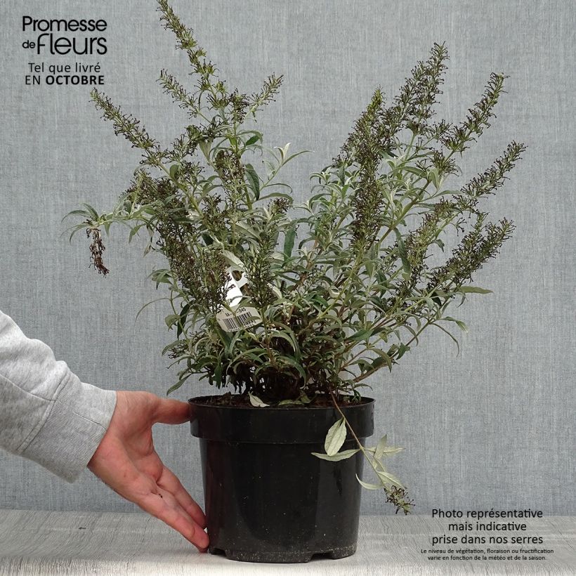Exemplaar van Vlinderstruik White Ball - Buddleja davidii Pot van 3 l/4 l zoals geleverd in de herfst