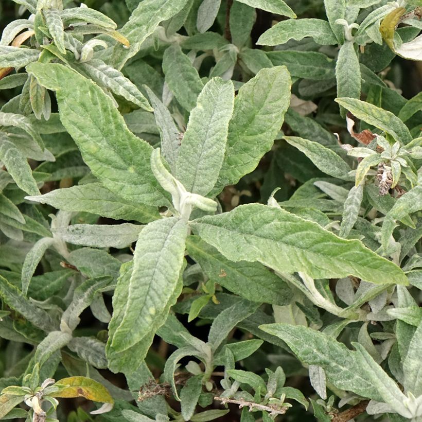 Vlinderstruik White Ball - Buddleja davidii (Blad)