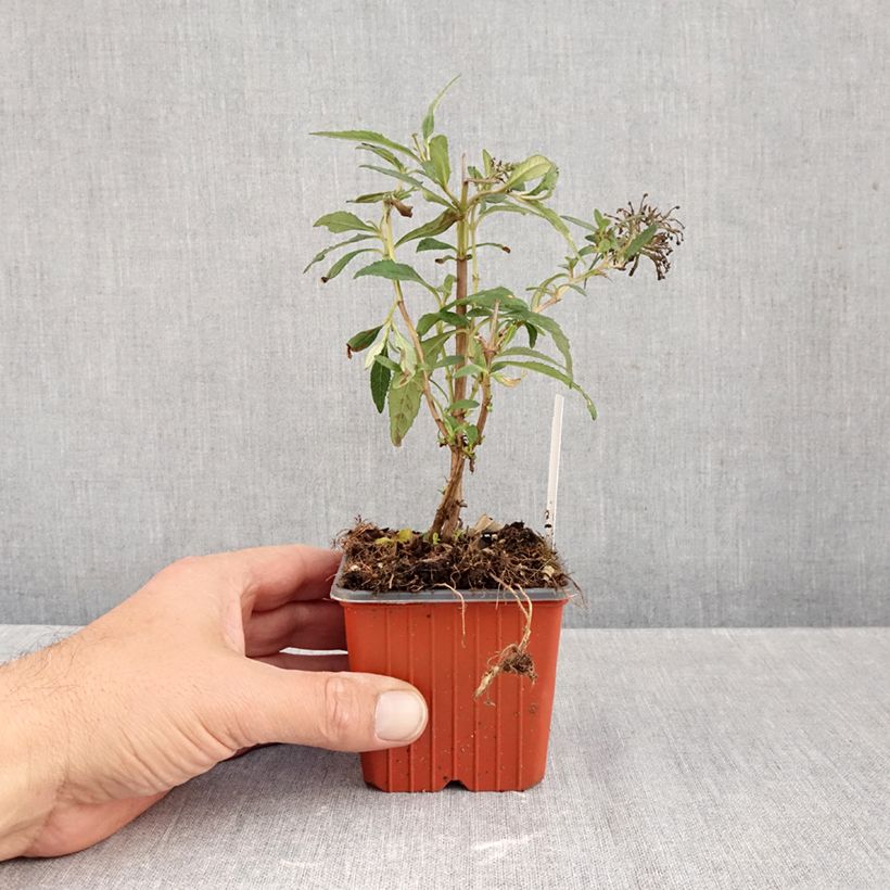 Exemplaar van Vlinderstruik White Profusion - Buddleja davidii Kweekpotje van 8/9 cm zoals geleverd in de herfst