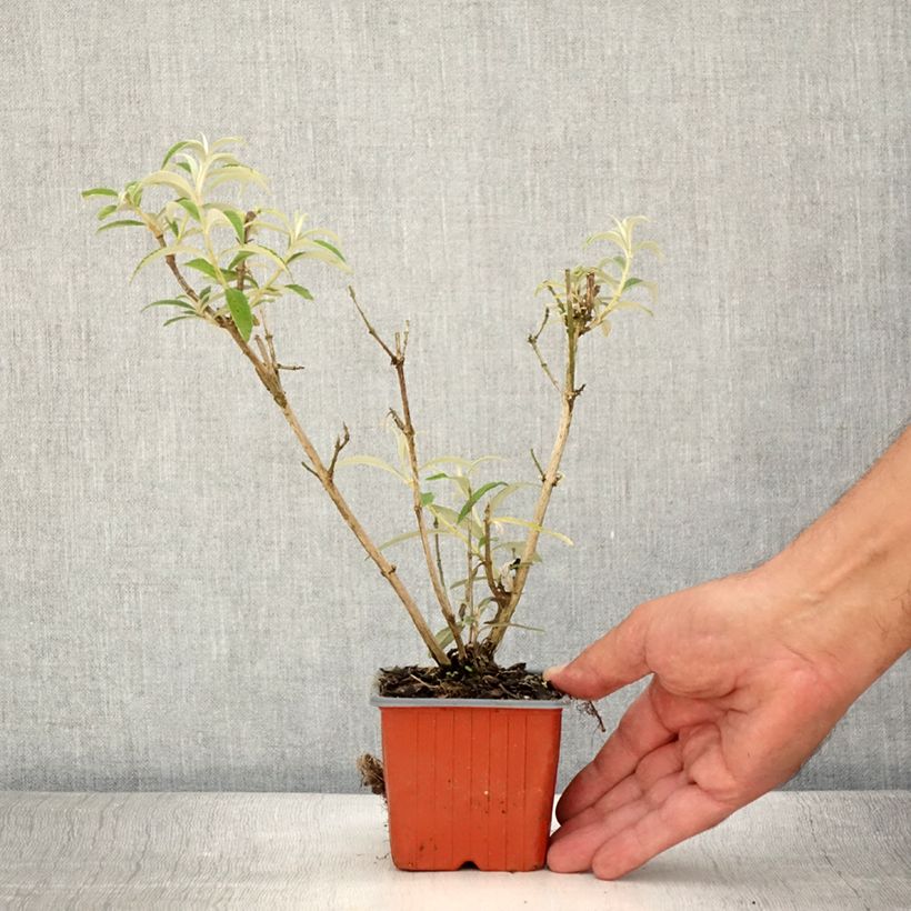 Exemplaar van Vlinderstruik White Profusion - Buddleja davidii Kweekpotje van 8/9 cm zoals geleverd in de zomer