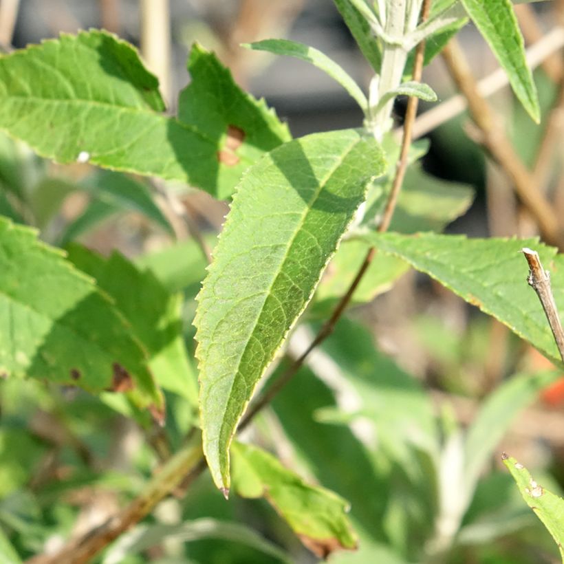 Vlinderstruik White Profusion - Buddleja davidii (Blad)