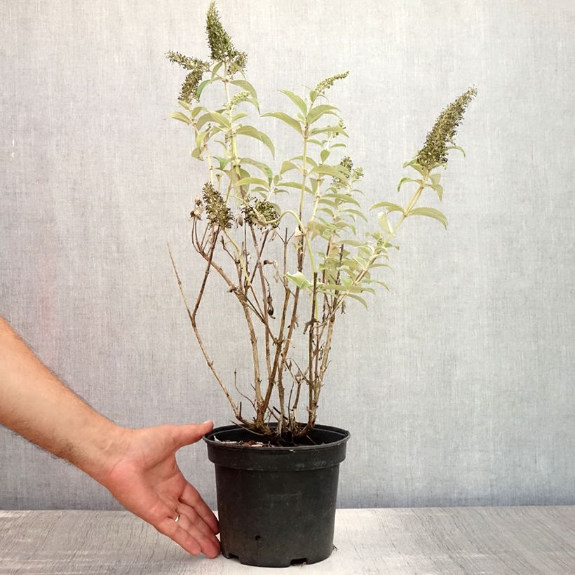 Exemplaar van Vlinderstruik White Profusion - Buddleja davidii Pot van 3 l/4 l zoals geleverd in de zomer