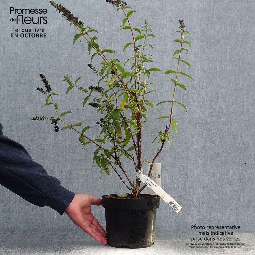 Exemplaar van Vlinderstruik Empire Blauw - Buddleja davidii Pot van 2 l/3 l zoals geleverd in de herfst