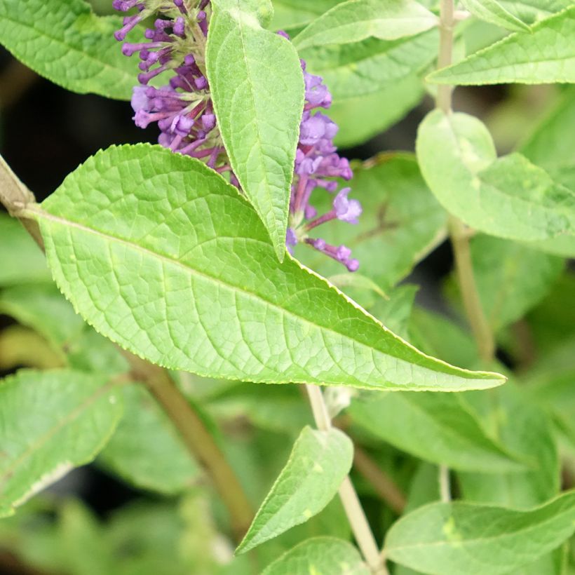 Vlinderstruik Empire Blauw - Buddleja davidii (Blad)