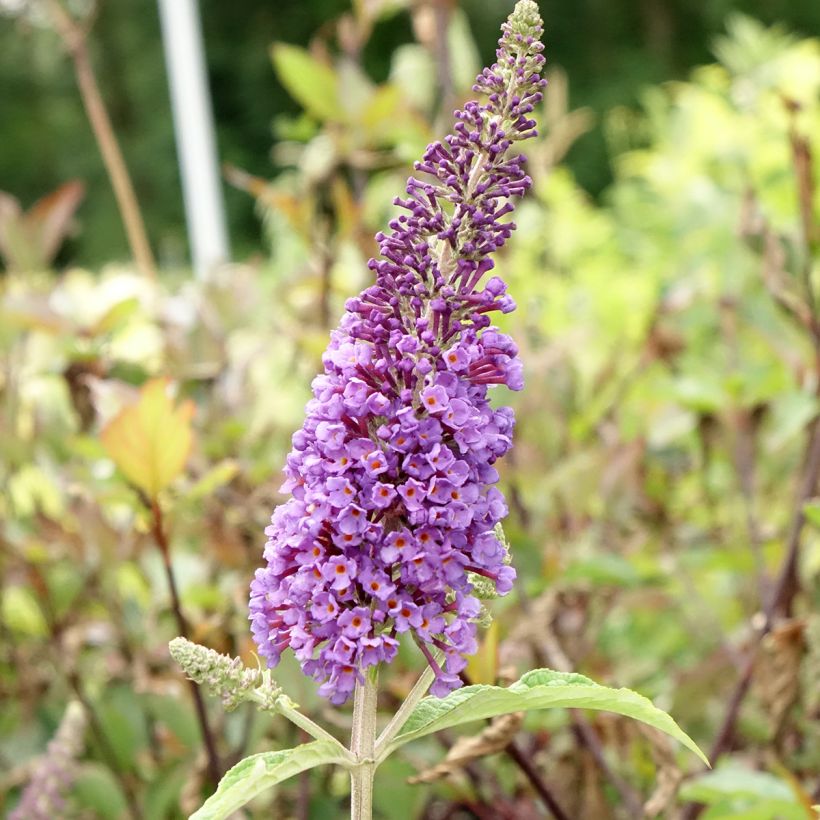 Vlinderstruik Empire Blauw - Buddleja davidii (Bloei)