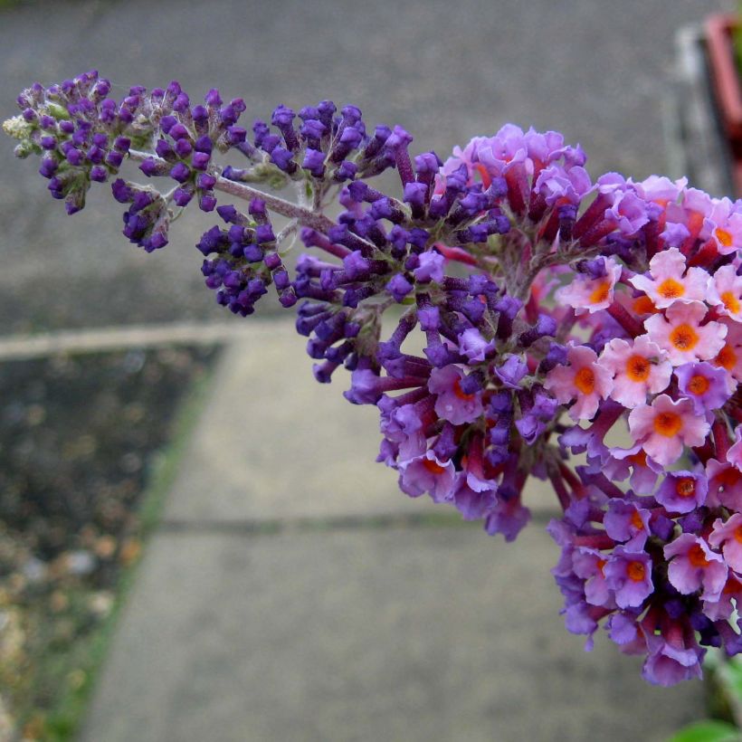 Herfstsering Flower Power (Bicolor) - Buddleja (Bloei)
