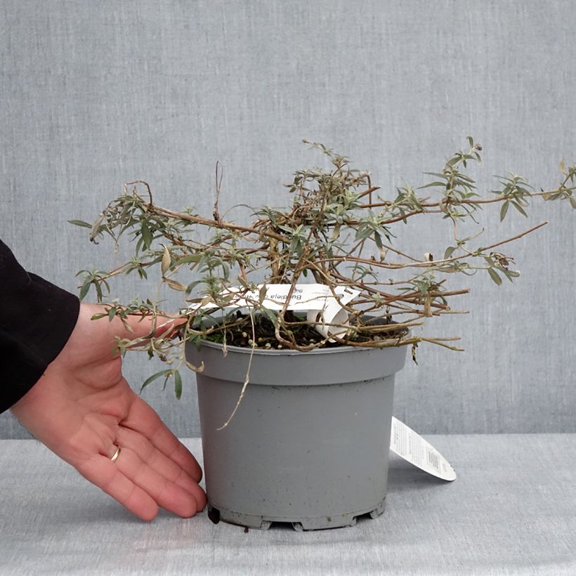 Exemplaar van Buddleia Free Petite Lavender Flow - Arbre aux papillons Pot de 2L/3L zoals geleverd in de winter