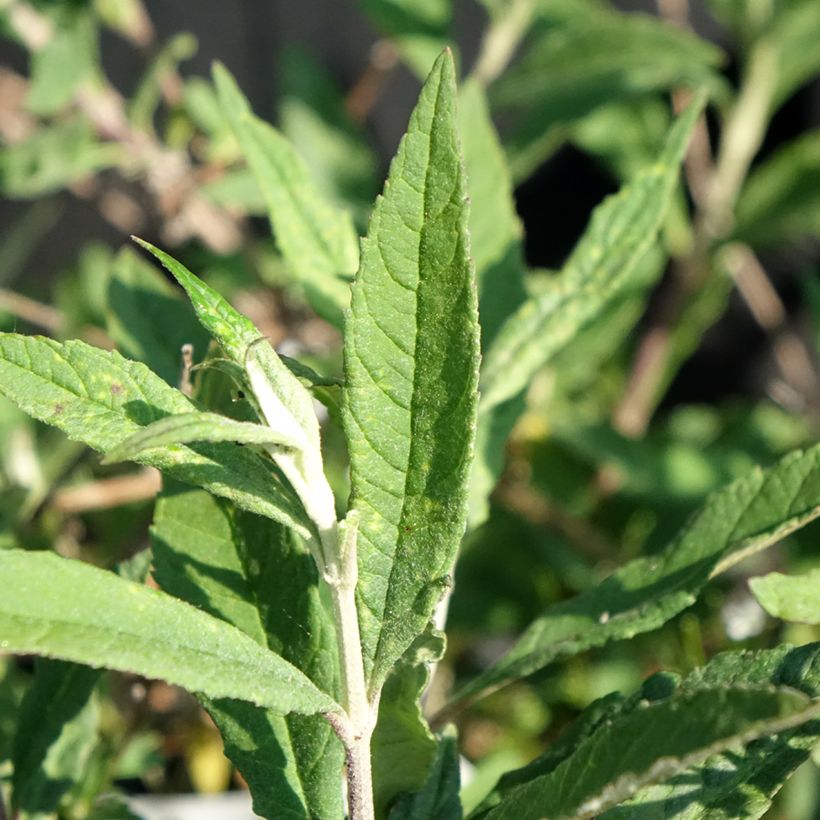 Vlinderstruik Free Petite Lavender Flow - Buddleja davidii (Blad)