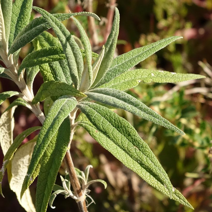 Buddleja globosa - Herfstsering (Blad)