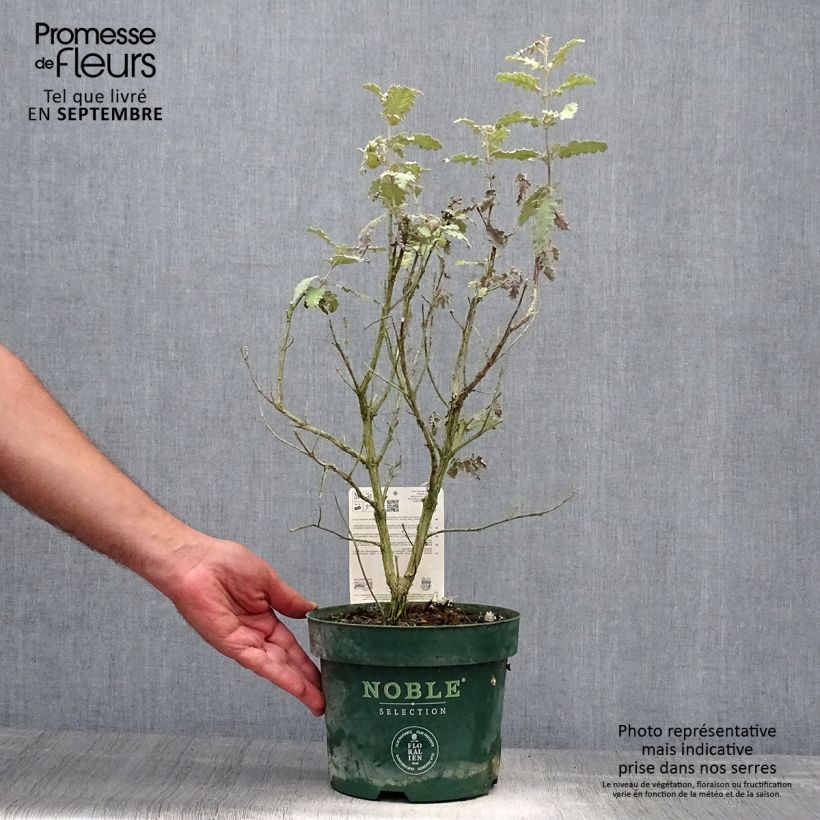 Exemplaar van Buddleja glomerata Silver Service - Herfstsering Pot van 3 l/4 l zoals geleverd in de herfst