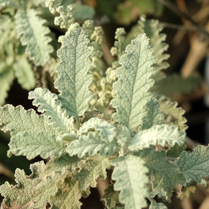 Buddleja glomerata Silver Service - Herfstsering (Blad)