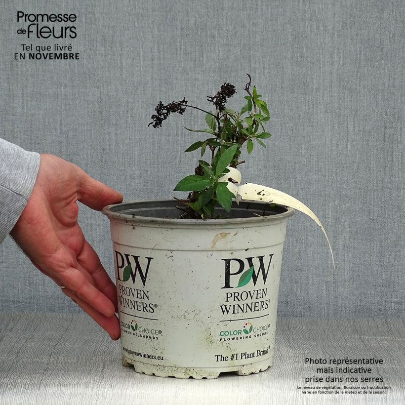 Exemplaar van Vlinderstruik Lilac Chip - Buddleja davidii Pot van 2 l/3 l zoals geleverd in de herfst