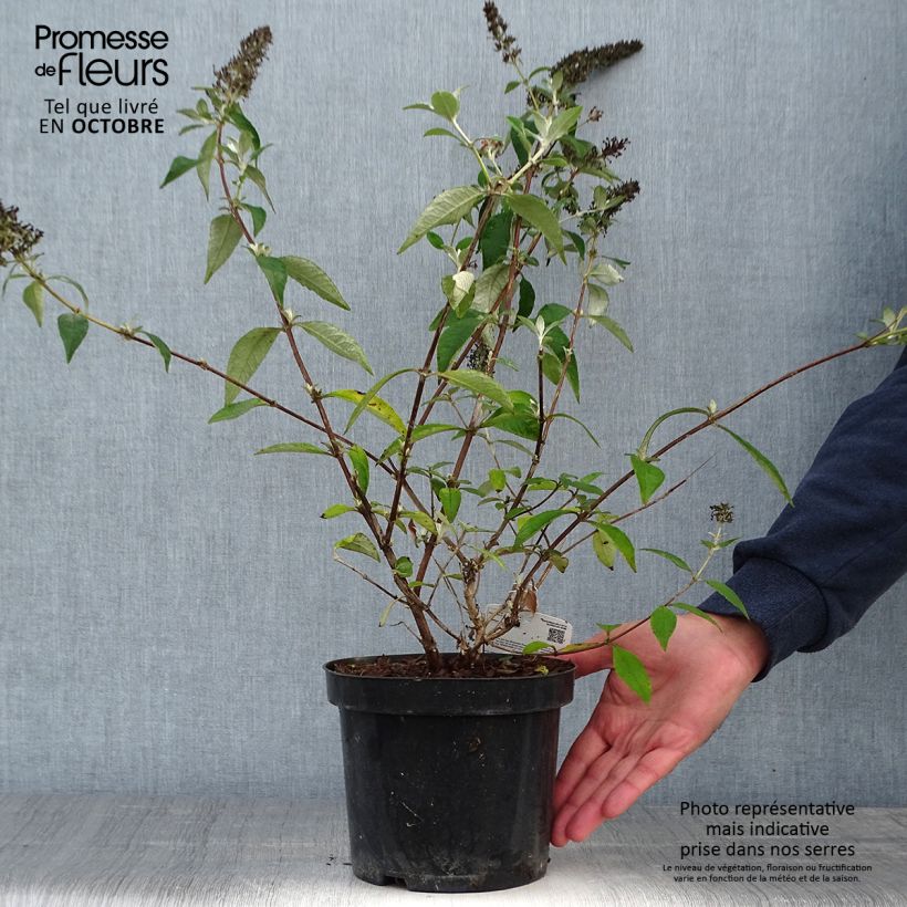 Exemplaar van Buddleja Lochinch - Vlinderstruik Pot van 2 l/3 l zoals geleverd in de herfst