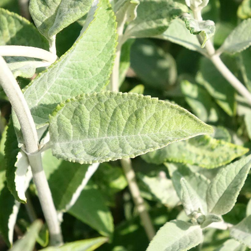 Buddleja Lochinch - Vlinderstruik (Blad)