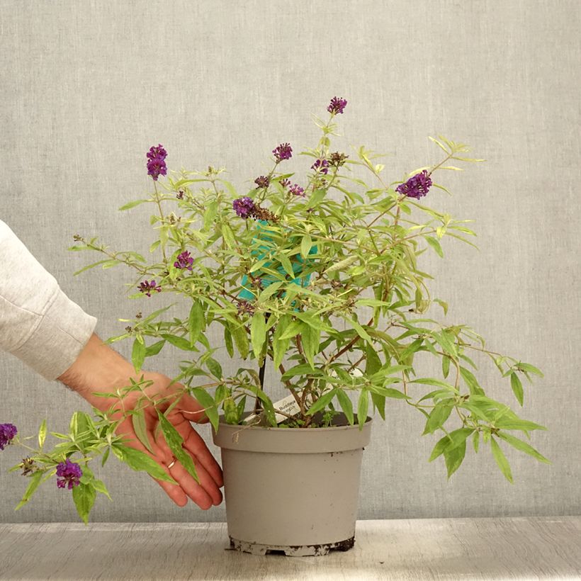 Exemplaar van Vlinderstruik Magda's Gold Knight - Buddleja Pot van 3 l/4 l zoals geleverd in de herfst