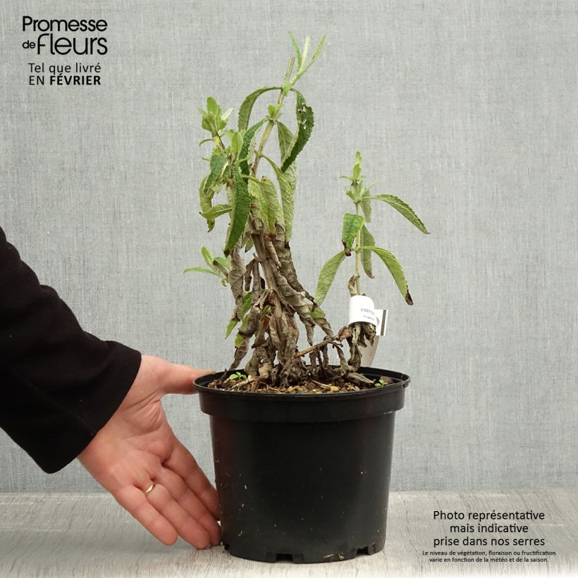 Exemplaar van Buddleia Orange Sceptre - Arbre aux papillons Pot de 3L/4L zoals geleverd in de winter