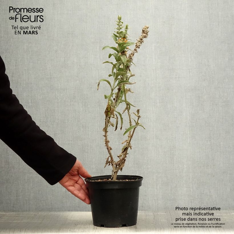 Exemplaar van Herfstsering Orange Sceptre - Buddleja Pot van 3 l/4 l zoals geleverd in de lente