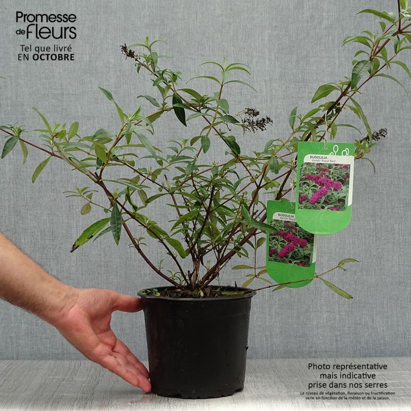 Exemplaar van Vlinderstruik Royal Rood - Buddleja davidii Pot van 2 l/3 l zoals geleverd in de herfst