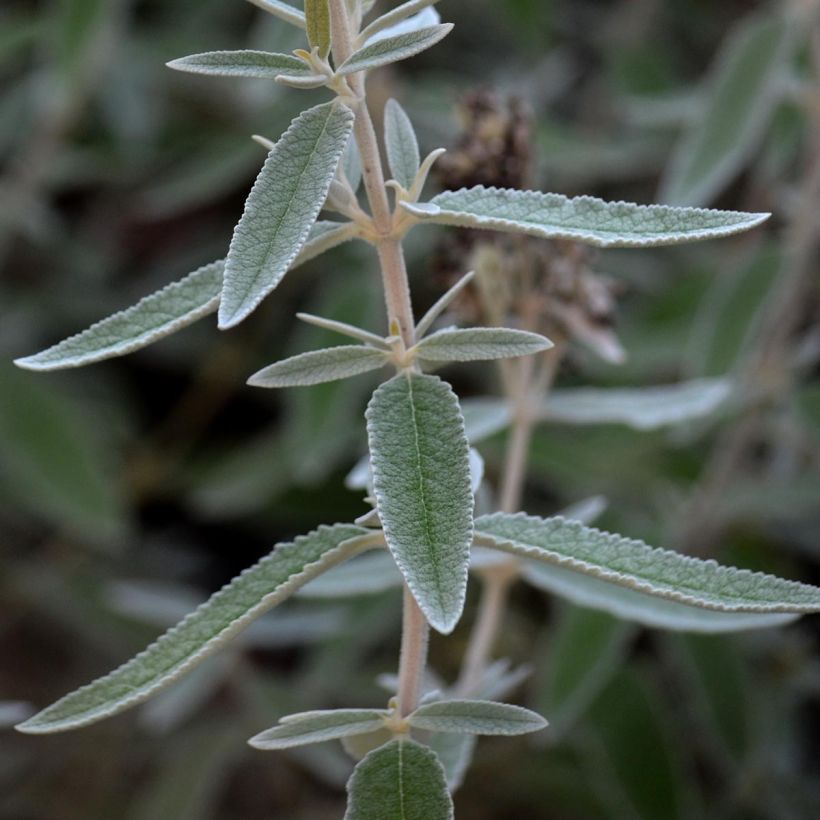 Buddleja Silver Anniversary - Vlinderstruik (Blad)