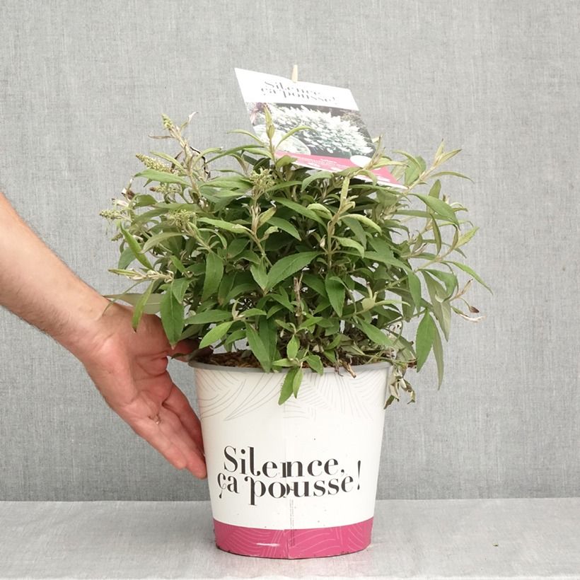 Exemplaar van Vlinderstruik Tiny Buddy Wit - Buddleja Pot van 4 l/5 l zoals geleverd in de herfst