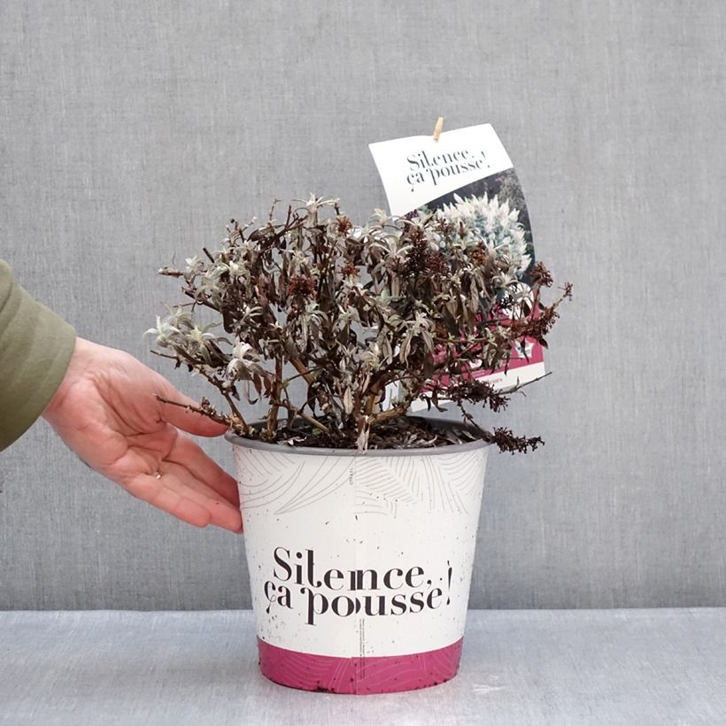 Example of Vlinderstruik Tiny Buddy Wit - Buddleja Pot van 4 l/5 l as you get in hiver
