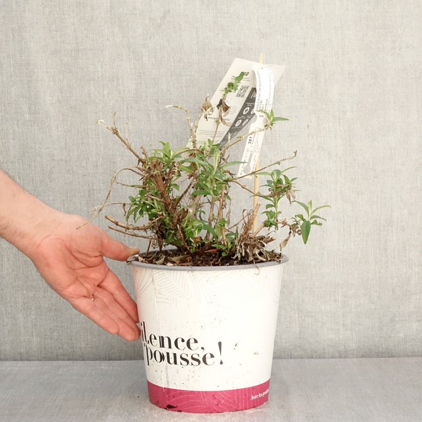 Exemplaar van Vlinderstruik Tiny Buddy Wit - Buddleja Pot van 4 l/5 l zoals geleverd in de lente
