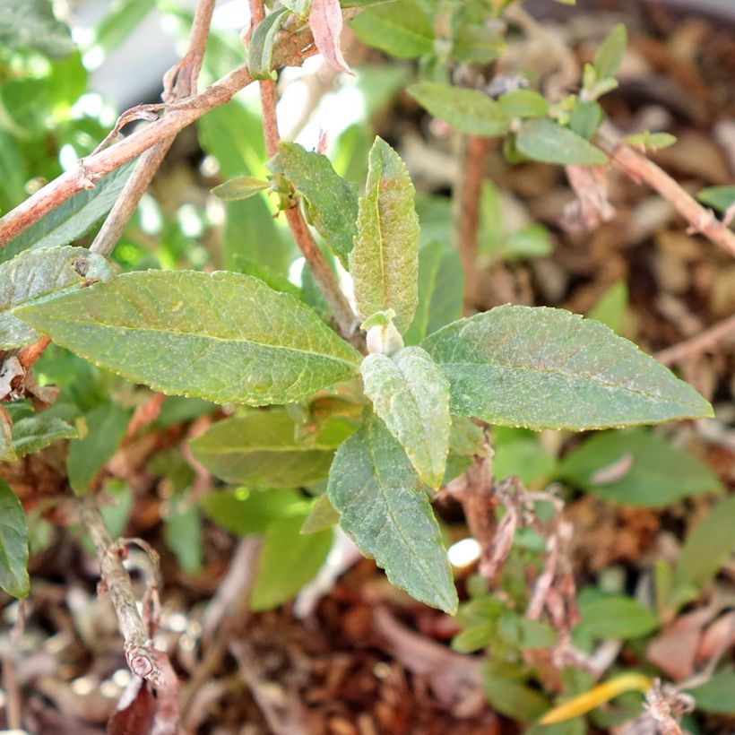 Vlinderstruik Tiny Buddy Wit - Buddleja (Blad)