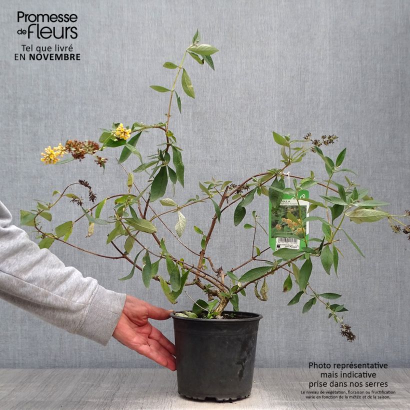 Exemplaar van Herfstsering Sungold - Buddleja Pot van 2 l/3 l zoals geleverd in de herfst