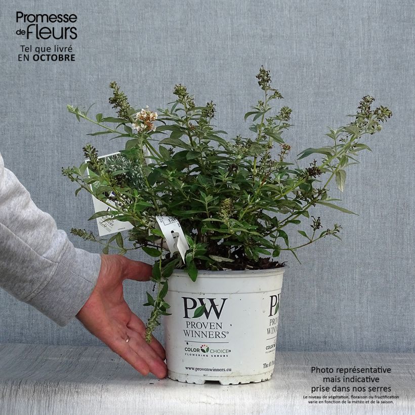 Exemplaar van Vlinderstruik White Chip - Buddleja Pot van 2 l/3 l zoals geleverd in de herfst