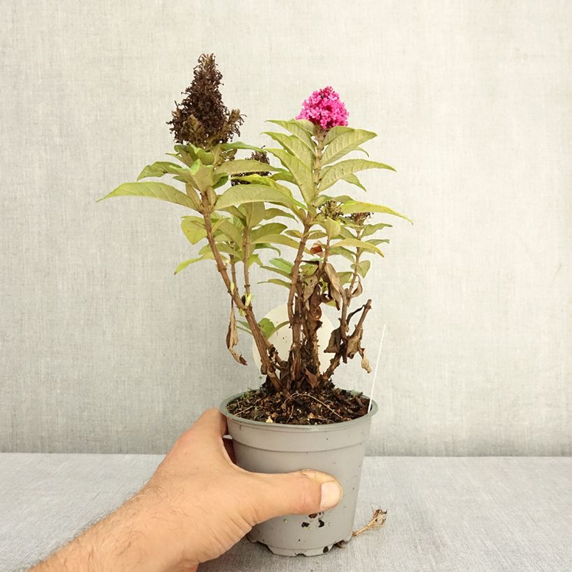 Exemplaar van Vlinderstruik Butterfly Candy Little Cerise - Buddleja davidii Pot van 12 cm / 13 cm zoals geleverd in de zomer