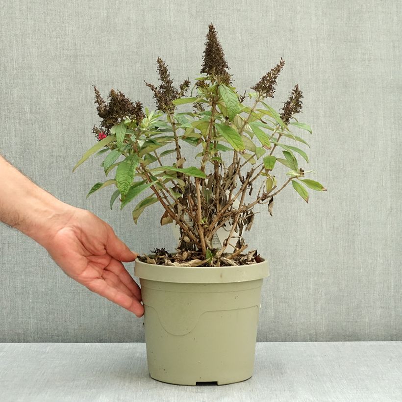 Exemplaar van Vlinderstruik Butterfly Candy Little Cerise - Buddleja davidii Pot van 3 l/4 l zoals geleverd in de zomer