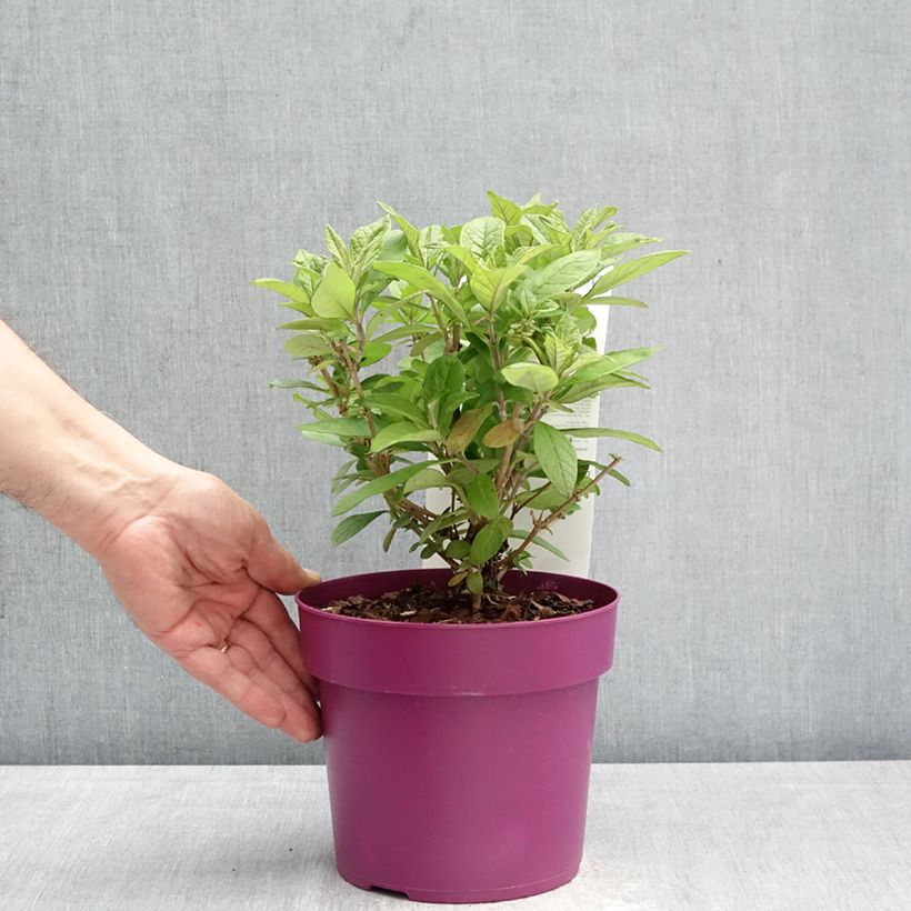 Exemplaar van Vlinderstruik Butterfly Candy Little Cerise - Buddleja davidii Pot van 3 l/4 l zoals geleverd in de lente