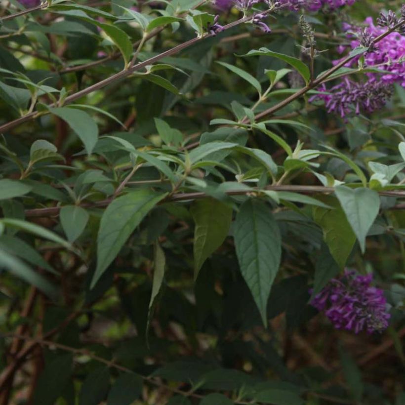 Vlinderstruik Argus Velvet - Buddleja davidii (Blad)