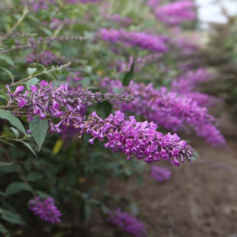 Vlinderstruik Argus Velvet - Buddleja davidii (Bloei)