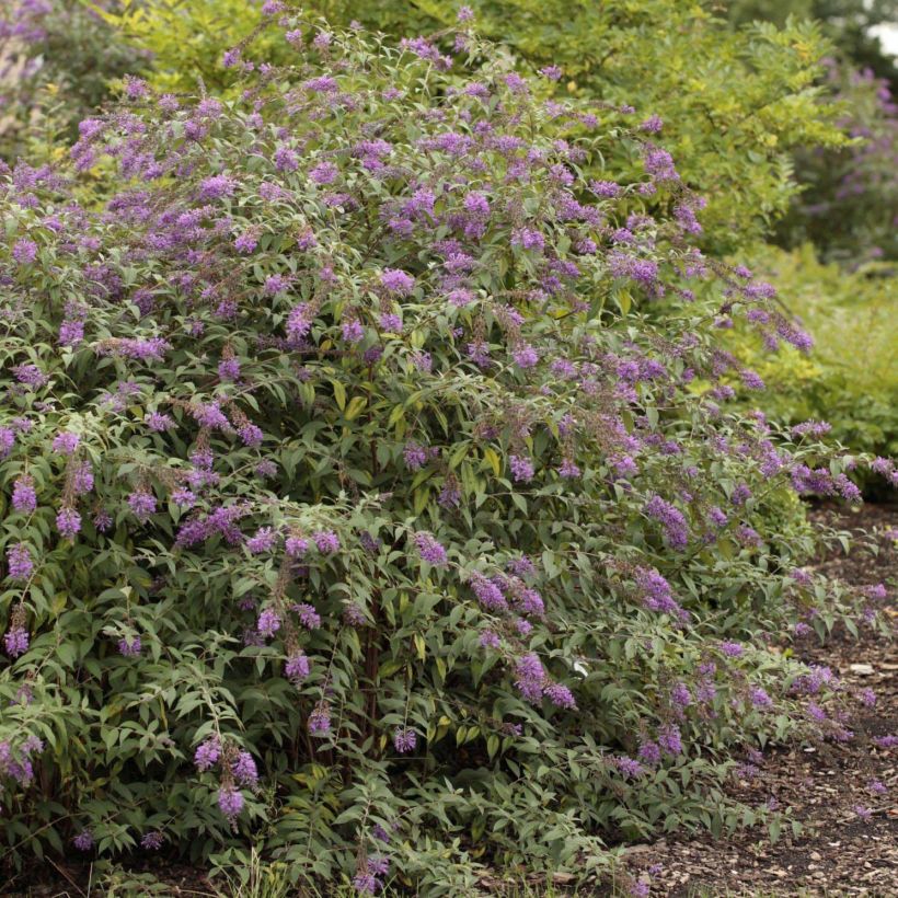 Vlinderstruik Argus Velvet - Buddleja davidii (Groeiplaats)