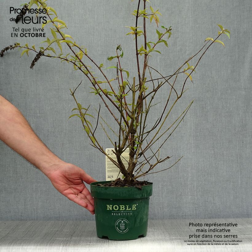 Exemplaar van Vlinderstruik Argus Velvet - Buddleja davidii Pot van 3 l/4 l zoals geleverd in de herfst