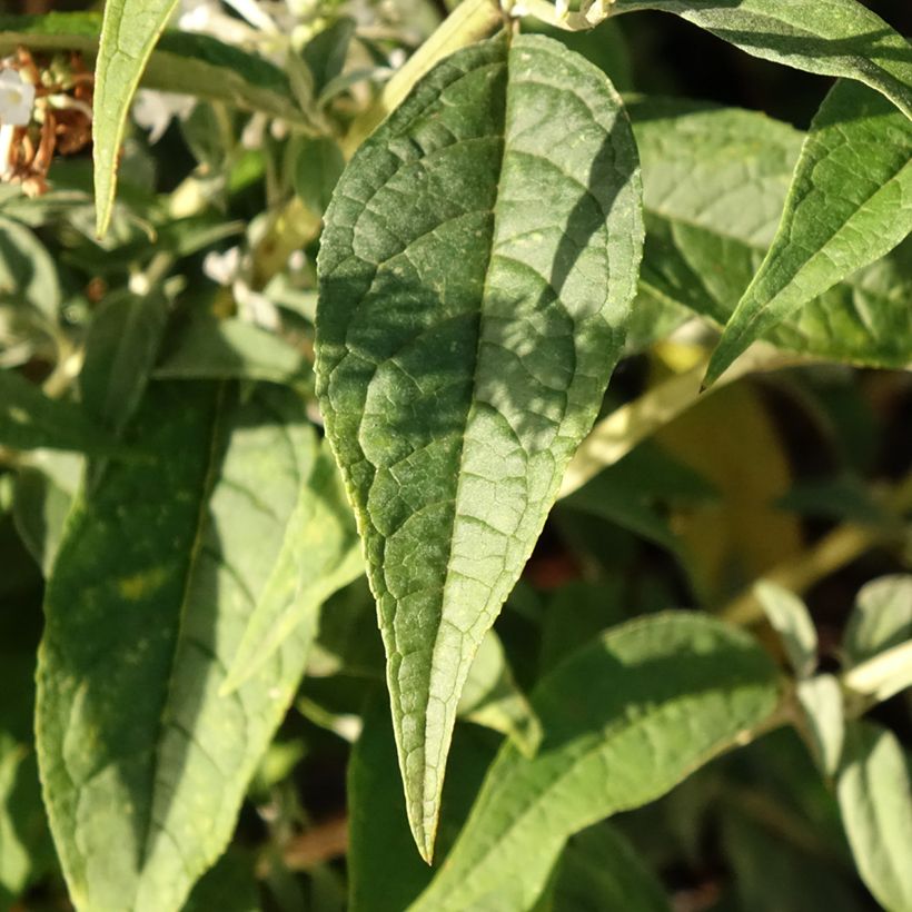 Vlinderstruik Argus Wit - Buddleja davidii (Blad)