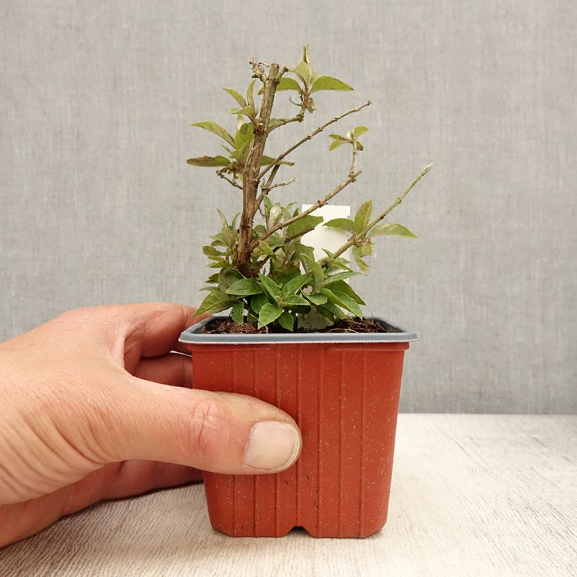 Exemplaar van Vlinderstruik Butterfly Candy Lila Sweetheart - Buddleja davidii Kweekpotje van 8/9 cm zoals geleverd in de lente